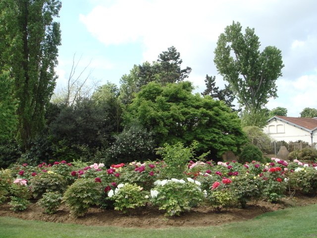 Paeonia collection parc floral